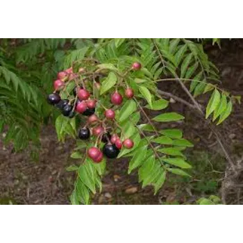 Top Neem Tree